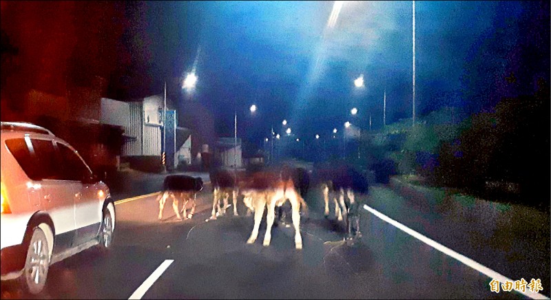 本月20日深夜，南迴公路大武外環道出現牛群逛馬路的險象。（記者黃明堂攝）