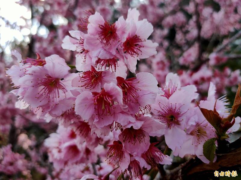 南投縣仁愛鄉富士櫻已進入盛開期，粉紅色花梨開好開滿。（記者佟振國攝）