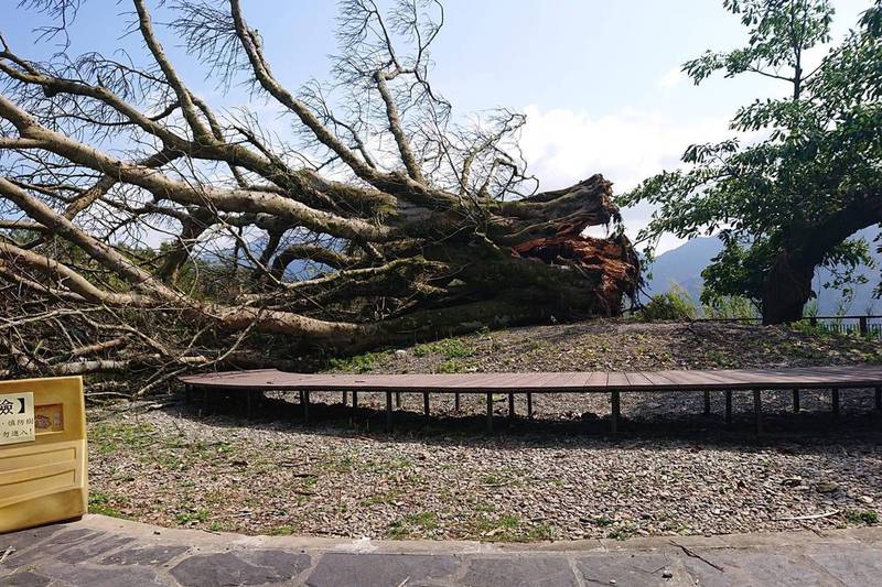 屏東縣三地門鄉德文村德萊公園裡的老雀榕今天中午應聲倒地。（德文社區發展協會總幹事包金茂提供）