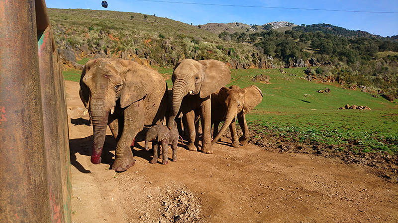 西班牙動物園一頭母象突然用象鼻狠甩管理員，導致管理員傷重死亡。（圖擷取自Cabarceno Natural Park官方網站）