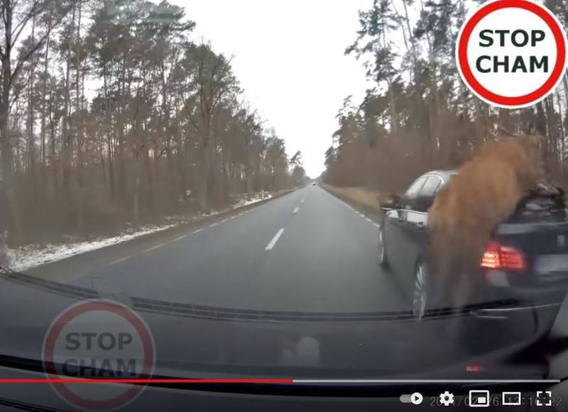一群鹿飞奔横越马路，结果有一只鹿没算好距离，直接撞上减速行驶的BMW。（图翻摄自「STOP CHAM」YouTube）(photo:LTN)