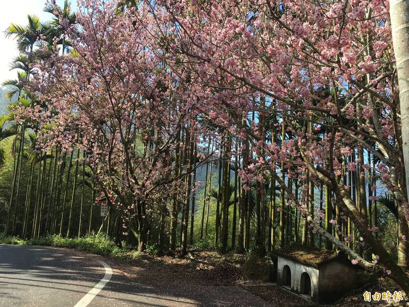 雲林草嶺村石壁社區粉紅佳人櫻花盛開，草嶺往石壁舊草嶺公路沿線美不勝收。（記者黃淑莉攝）