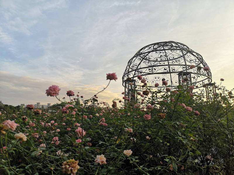 新生公園玫瑰花展。（公園處提供）