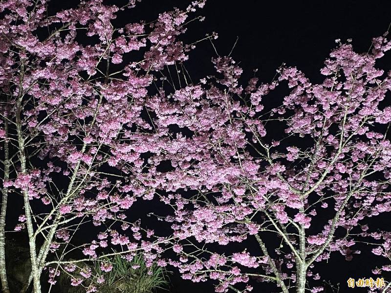 白天 晚上都美 頂石棹 櫻之道 夜櫻 雲瀑相映成趣 生活 自由時報電子報