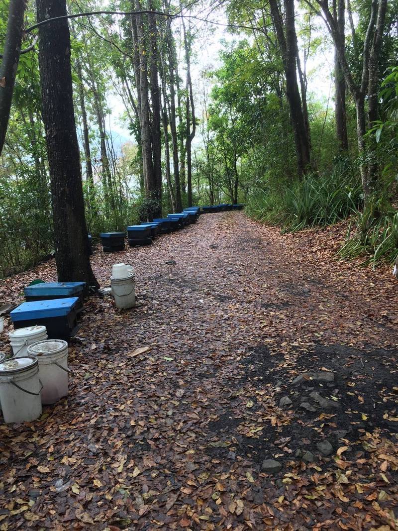 受害蜂農將蜂箱放在那瑪夏山區隱密的林道中，卻仍遭到覬覦。（圖由民眾提供）