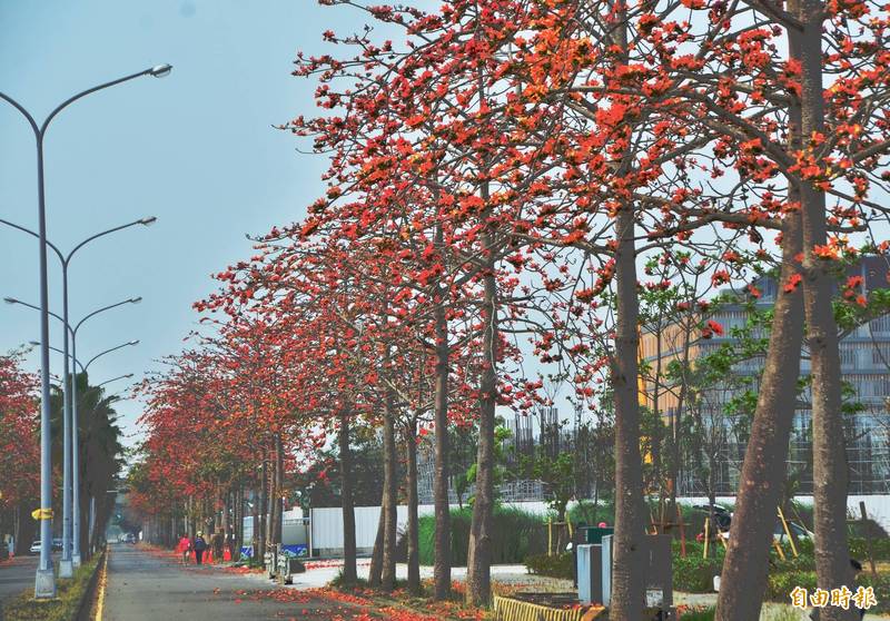 台南「高鐵木棉道」開花率已超過5成，枝頭上一片火紅。（記者吳俊鋒攝）