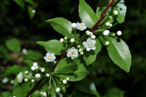 燈稱花。（新竹林區管理處提供）