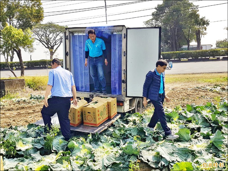 市府教育局向農民訂購1500顆高麗菜，新市區農會昨協助農民採收裝箱，送抵11區的中心學校，讓小朋友品嘗當季蔬菜。（記者萬于甄攝）