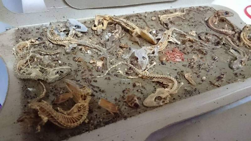 一名网友几年前大扫除时，清理柜子时意外扫出放了10几年的蟑螂屋，只见上方黏满了壁虎、蟑螂等生物，因时间太久，都只剩下骨骼或残骸。（网友授权提供）(photo:LTN)