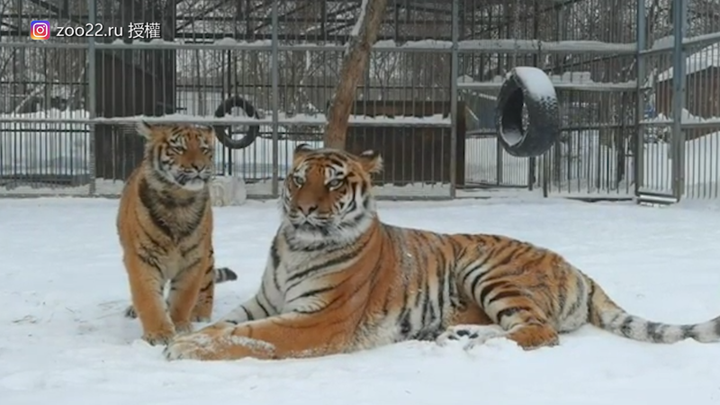 Sherhan為了吸引母親注意，發出異於普通老虎的叫聲。（圖片由Instagram帳號zoo22.ru授權提供使用）