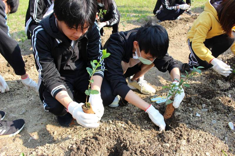 學生們栽種茶苗。（圖由北大高中提供）