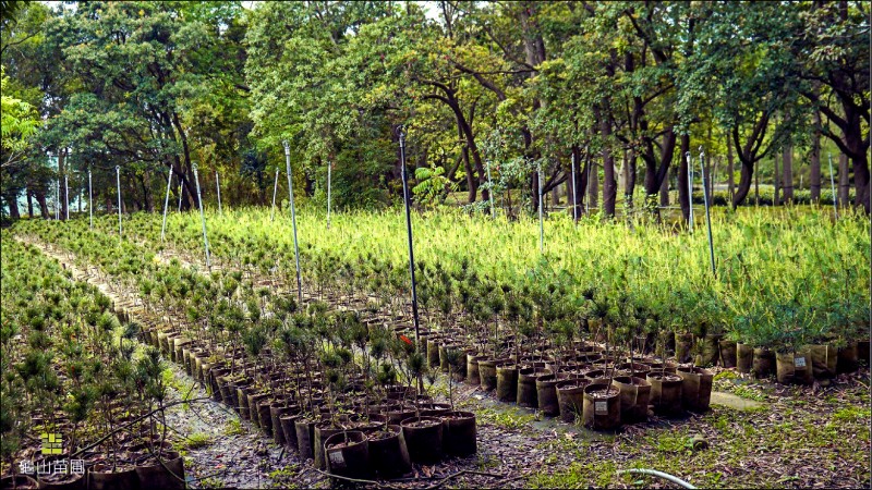 3苗圃年供11萬株樹苗免費申請 生活 自由時報電子報
