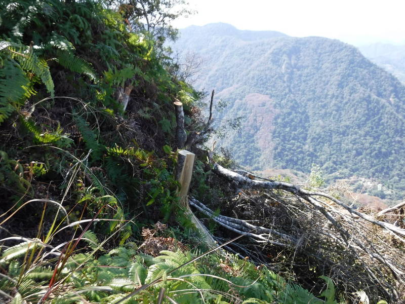 林務局新竹林區管理處巡山員近日於苗栗縣鳥嘴山巡視時，發現山頂原本自然生長的樹木遭人砍倒，推測應是登山民眾為了求取好的視野，將擋在面前的樹木砍除。（圖由新竹林管處提供）