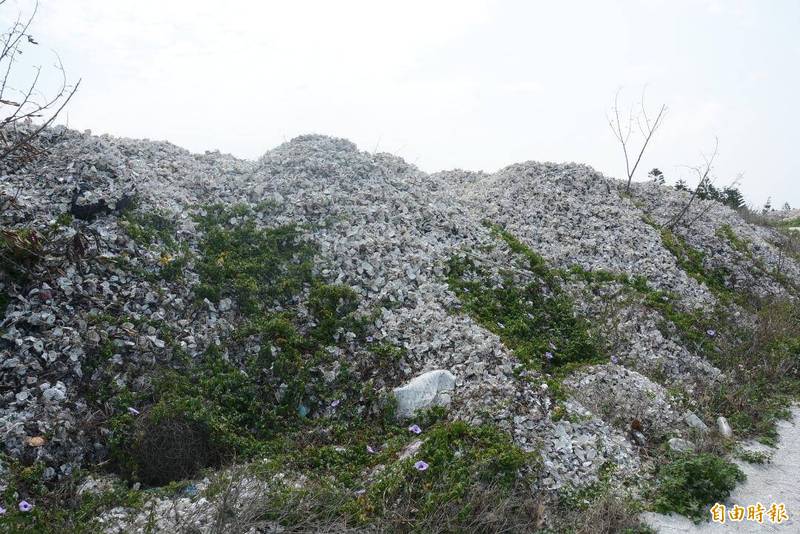 長期堆積的牡蠣殼成山，澎湖縣政府及鄉市公所必須耗費人力經費解決。（記者劉禹慶攝）