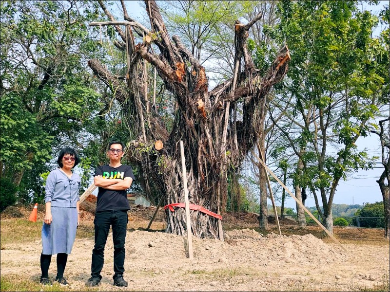 大吉國中因動工新建風雨球場，為保留基地內一棵近百年樹齡老榕樹，動用吊車移植老榕樹至離原址約100公尺外的草地，讓老榕樹持續守護師生。（記者王善嬿攝）