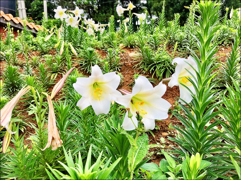 桃園大古山野百合花季5月山腳夜市登場 生活 自由時報電子報