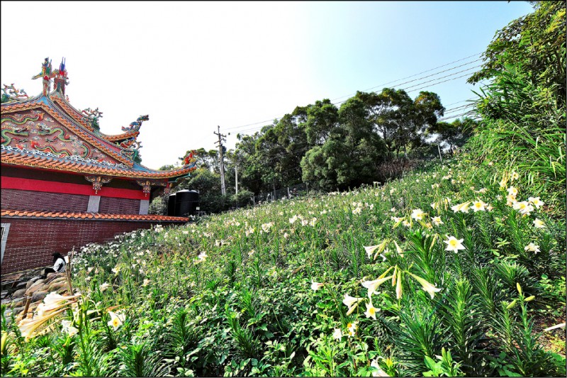 桃園大古山野百合花季5月山腳夜市登場 生活 自由時報電子報