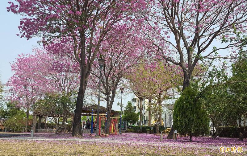 太平大源公園的紅花風鈴木近日大爆花，粉紅色的花朵相當漂亮，吸引民眾來賞花拍照。（記者陳建志攝）