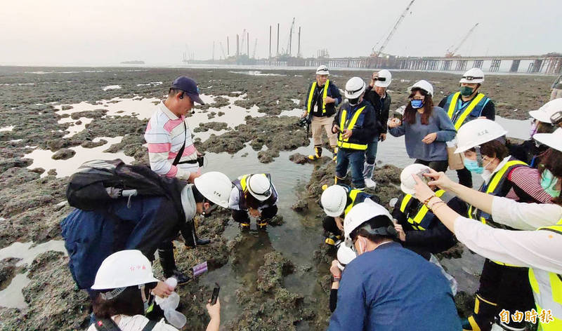 
Members of the Legislative Yuan’s Social Welfare and Environmental Hygiene Committee examine algal reefs near Guantang Industrial Park in Taoyuan’s Guanyin District yesterday.
Photo: Cheng Shu-ting, Taipei Times