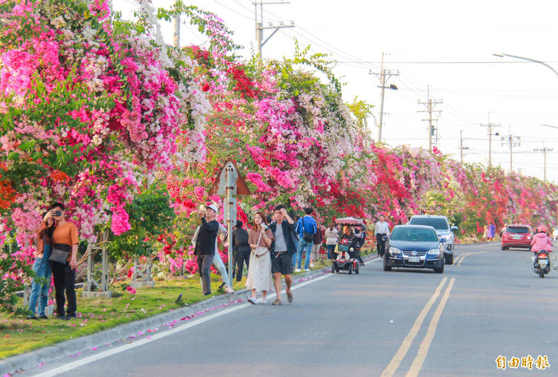 彰化縣田中鎮梅州街上種有300公尺長九重葛，近日盛開，璀璨花牆吸引民眾賞花拍照。（記者陳冠備攝）