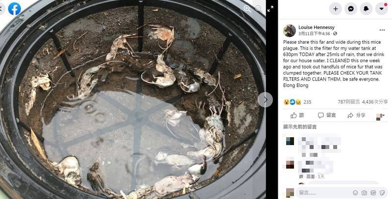 澳洲部分地區近期傳出鼠患肆虐，有當地民眾PO出一張驚悚圖片，為家中水箱浮滿10多隻鼠屍，且在其發現前一週才剛清理過。（圖擷自Louise Hennessy臉書）