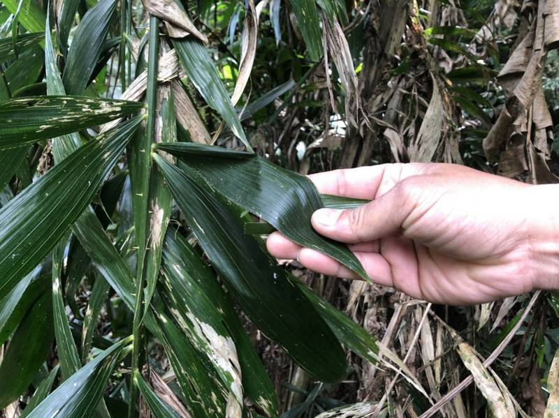 林務人員於現場進行植物辨識。（台東林管處提供）