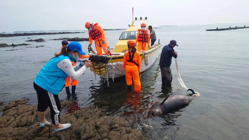 寬脊露脊鼠海豚陳屍無人島，相關人員雇船登島處理。〈民眾提供）