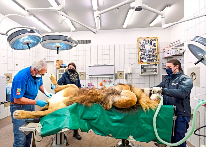 荷蘭阿納姆市「柏格動物園」11歲公獅索爾，11日接受輸精管切除術。（路透檔案照）