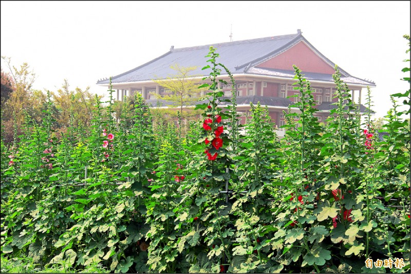 員林蜀葵花海背景是納骨塔 生活 自由時報電子報