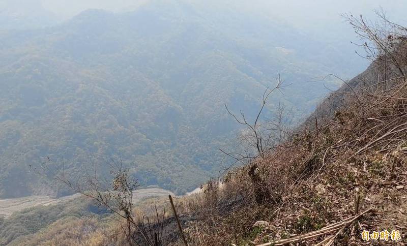 阿里山森林火警今下午撲滅，近福山部落青剛櫟造林受損，嘉義林管處將調查損害情形後，評估再造林。（記者王善嬿攝）