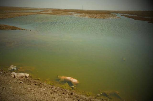 黃河內蒙古達拉特旗段「國堤」內側的幾頭死豬。（圖擷取自網路）