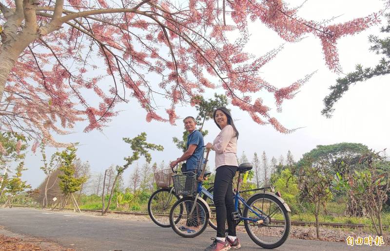 二水自行車道上的花旗木花開顏色如櫻花，浪漫情景吸引民眾邊乘自行車邊賞花。（記者陳冠備攝）