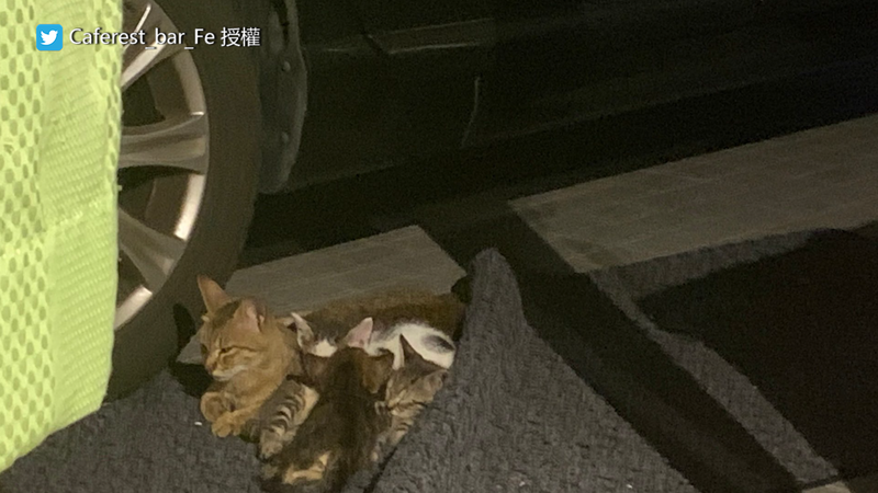 母貓與小貓們原本在外流浪，被這間餐廳發現收養。（圖片由Twitter帳號Caferest_bar_Fe授權提供使用）