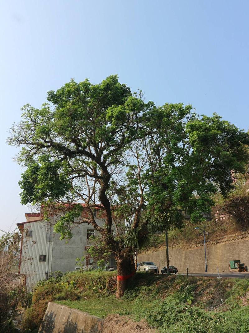 埔里鎮中山路崎下路段旁有株樹齡300年的老茄苳樹，9年前曾發生主幹斷裂危機，經過搶救才恢復生機。（潘樵提供）
