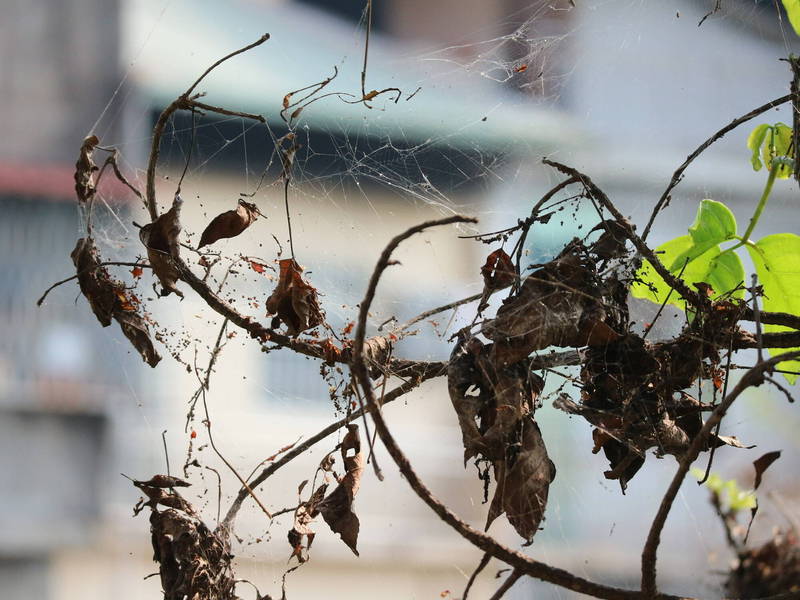 最近乾旱嚴重，導致蟲害大爆發，崎下茄苳老樹多處可見被斑鳳蛾的毛毛蟲啃食後的枯萎枝葉。（潘樵提供）