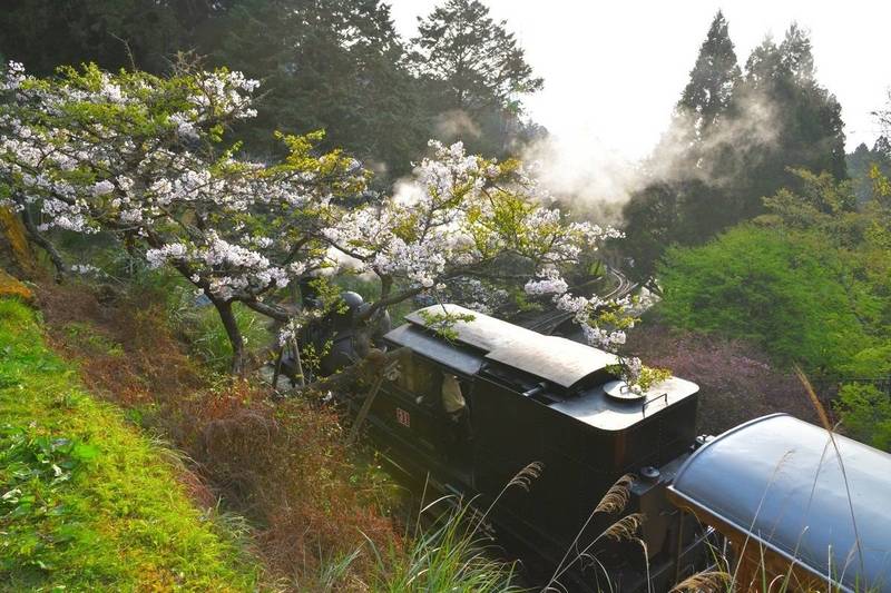 花季限定水山線蒸汽檜木列車，如詩如畫。（黃源明提供）