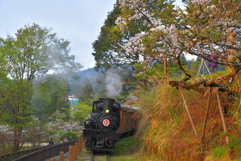 花季限定水山線蒸汽列車，穿梭櫻花樹畫面美不勝收。（黃源明提供）