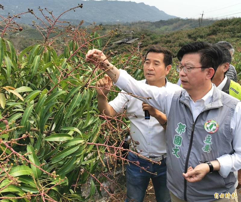 台南山區芒果受氣候因素影響，畸形、空包彈的情況嚴重。（記者吳俊鋒攝）