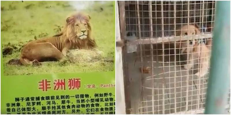 中國四川省當地1間動物園假日被民眾發現，園內的獅子竟然是1隻黃金獵犬。（圖取自微博）