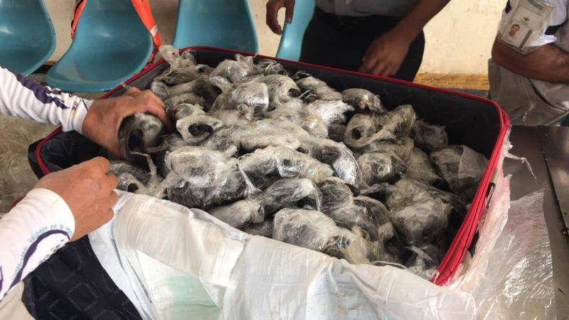 厄瓜多加拉巴哥群島巴爾特拉島機場海關，28日搜出185隻走私小烏龜，牠們全部都被塑膠膜包裹。（圖擷自Aeropuerto Ecológico Galápagos臉書）