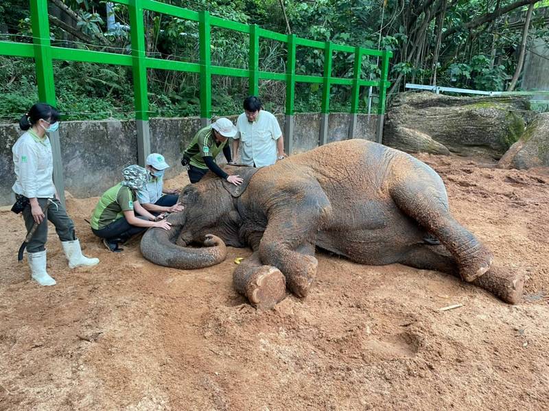 亞洲象「友愷」停留在戶外活動場內的沙坑不願意移動。（圖由台北市立動物園提供）