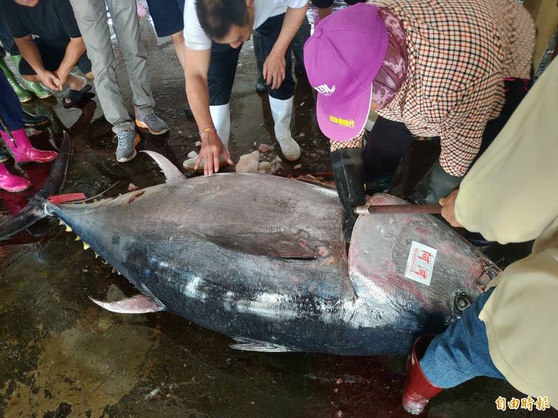 第一鮪未拍賣東港魚市已有競拍逾0公斤總價破41萬 生活 自由時報電子報