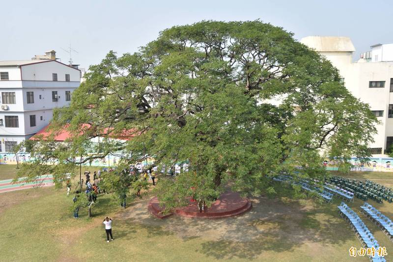 福田樹木保育基金會舉辦「全國最美校樹」選拔活動，徵選全國各級學校樹勢及人情皆美的校樹。（記者蘇福男攝）