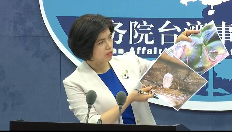 中國國台辦發言人朱鳳蓮昨日秀出多張放大蟲體照片，指控台灣鳳梨有諸多害蟲，批評民進黨政府「政治操作」。（翻攝直播）