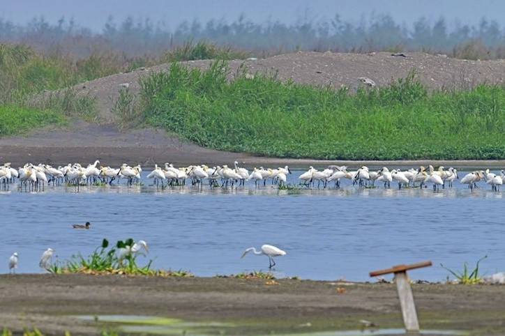 濁水溪出海口鳥類生態豐富，賞鳥新樂園。（記者林國賢翻攝）