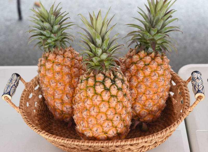 台南鳳梨進入盛產期，台南區農業改良場也教導民眾挑選鳳梨的小撇步，希望民眾都可以品嘗到好吃的鳳梨。（台南農改場提供）