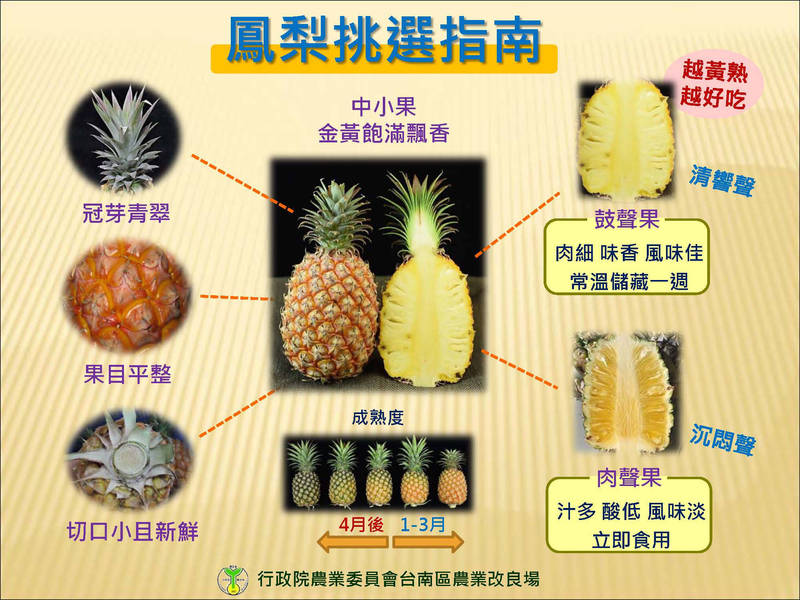 鳳梨挑選指南。（台南農改場提供）