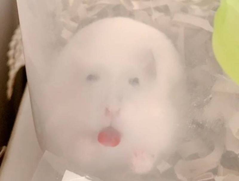 網友貼出自己在替寵物倉鼠拍照時，不小心拍出「人臉」的照片。（圖取自推特「@jin11pan」）