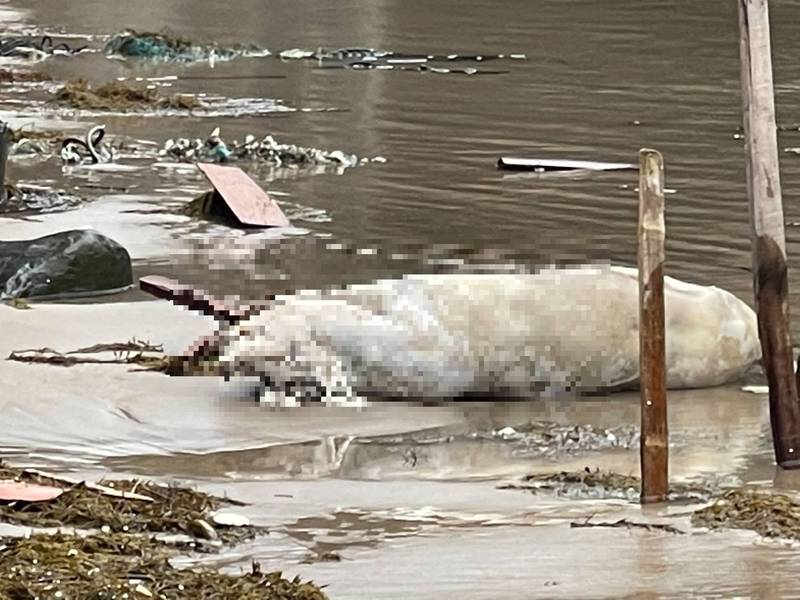 有民眾通報在新北市萬里區石角海灘發現一頭海漂死豬，（新北動保處提供）