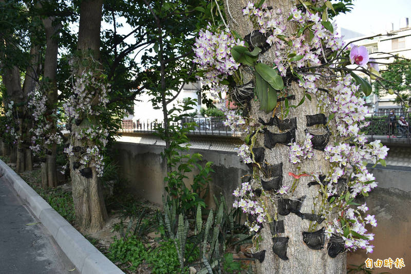 中壢區新街徯河岸種植各式蘭花接力盛開。（記者李容萍攝）